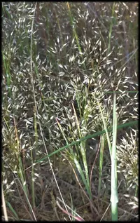 elegant hair grass