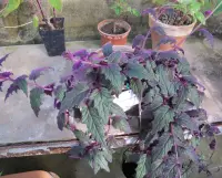 Gynura aurantiaca outdoor