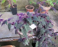 Gynura aurantiaca outdoor