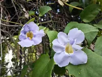 Blue sky vine (Thunbergia grandiflora) plant