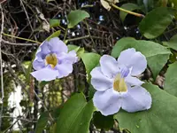 Blue sky vine