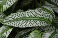 Goeppertia sanderiana (Goeppertia sanderiana) plant