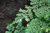 fuchsia begonia