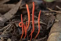 Flame fungus