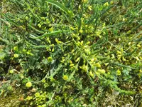 Wild asparagus