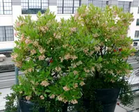 Arbutus unedo flowers