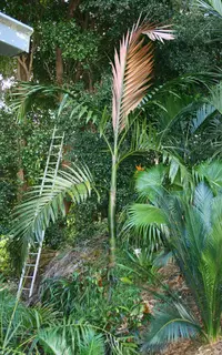 Flamethrower Palm