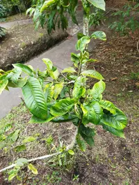 Annona rensoniana