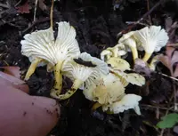 Cantharellus wellingtonensis (Cantharellus wellingtonensis) plant