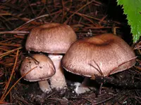 Wine-colored Agaricus