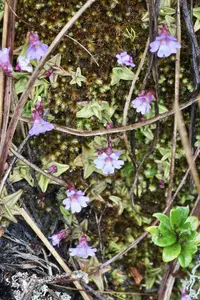 Pinguicula calyptrata