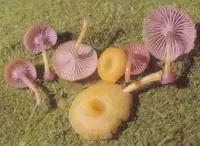 Chromosera cyanophylla