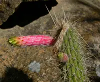Firecracker Cactus