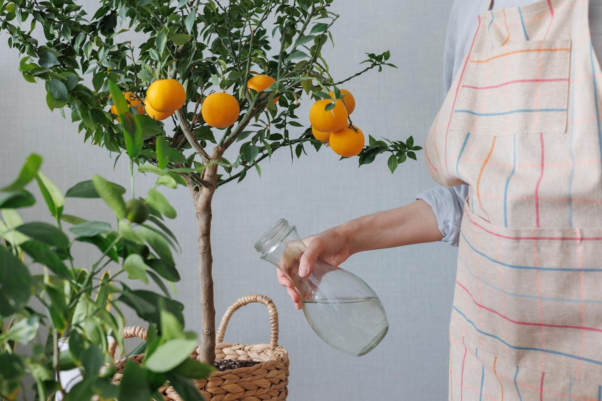 How Often to Water Fruit Trees - Fruit Tree Watering Schedule by Tree Stage