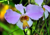 Parrot Flower