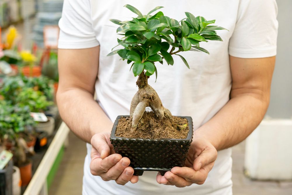 Money tree plant