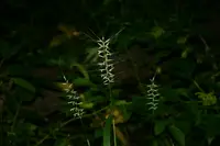 eastern bottlebrush grass