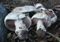 Salt-loving Agaricus