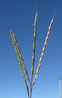 Redleg Grass