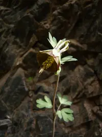 Green-flowered Columbine
