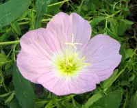 pink evening primrose (Oenothera speciosa) plant