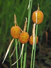 dwarf bulrush