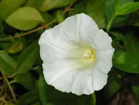 Hedge Bindweed