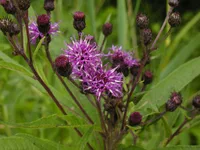 New York ironweed (Vernonia noveboracensis) plant