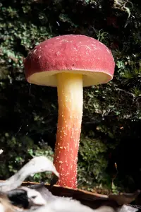 rhubarb bolete
