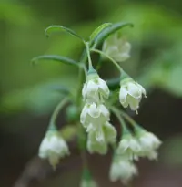 deerberry