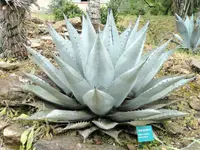 Havard's century plant