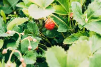 Fragaria chiloensis plant