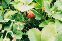 Fragaria chiloensis plant