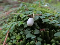 creeping snowberry (Gaultheria hispidula) plant