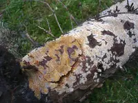 Conferticium ochraceum