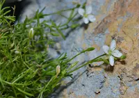 Moehringia sedoides plant