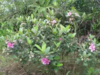 rose myrtle