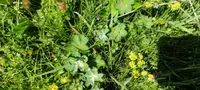 Alchemilla vetteri