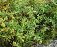 Alpine Lady's-mantle