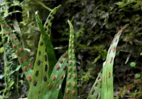 starscale fern