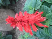 scarlet sage (Salvia splendens) plant