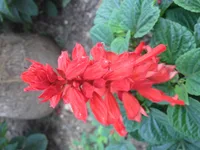 scarlet sage (Salvia splendens) plant