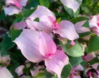 Inch Plant (Tradescantia 'Maiden's Blush') plant