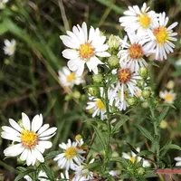 hairy white oldfield aster (Symphyotrichum pilosum) plant