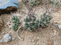 nipple beehive cactus