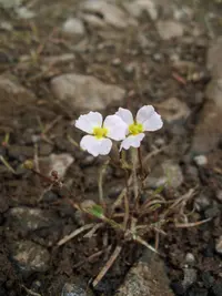 lesser waterplantain