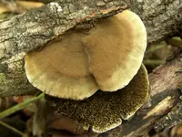 Cerrena hydnoides