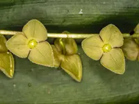 Stelis superbiens (Stelis superbiens) plant