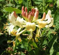 European honeysuckle
