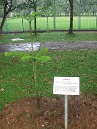 tongkat ali